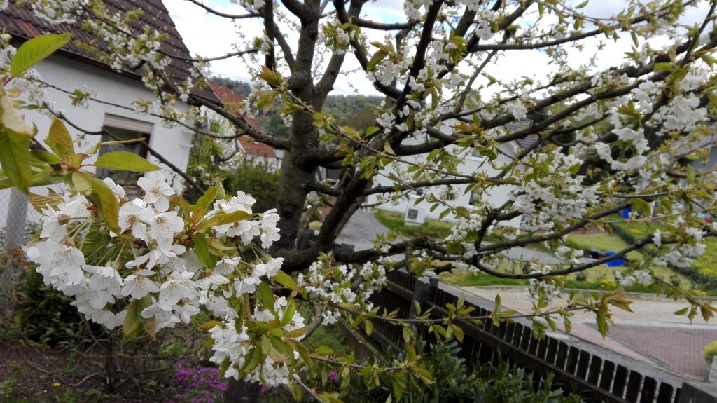 Vorträge zu den Themen Gemüse und Obstbäume im Garten | Obst- und