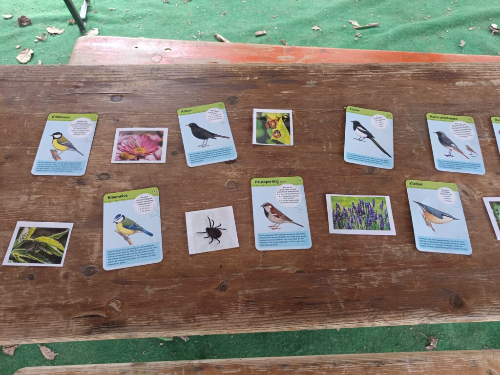 Unsere heimischen Vögel