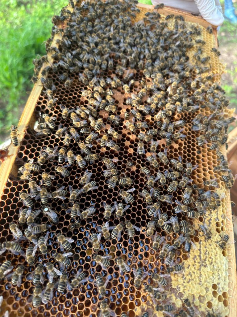 Bienenlehrpfad für Groß und Klein – Eröffnung am 11. Juli 2026